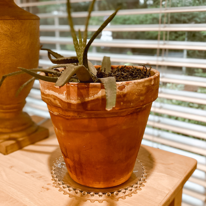 terra cotta pot with an aloe plant on a clear saucer
