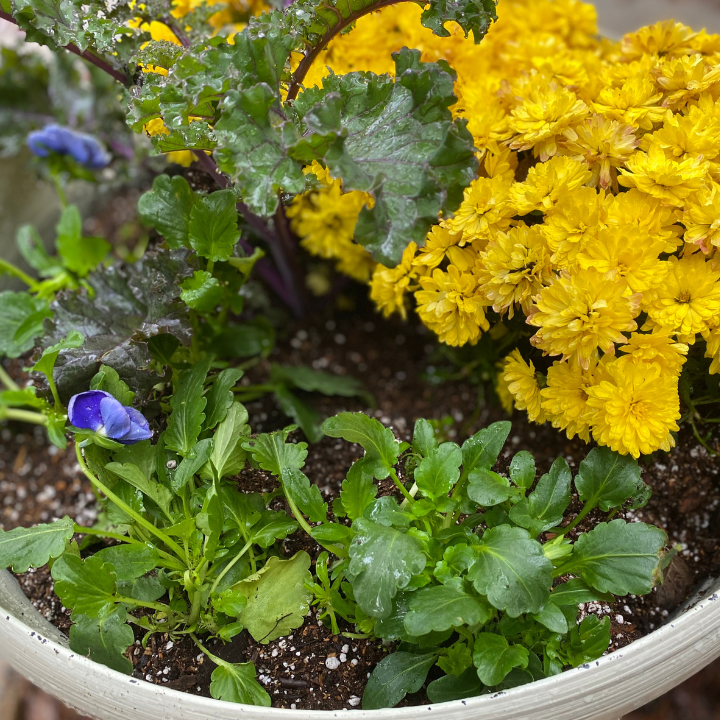 yellow mums and pansies in a large flower pot