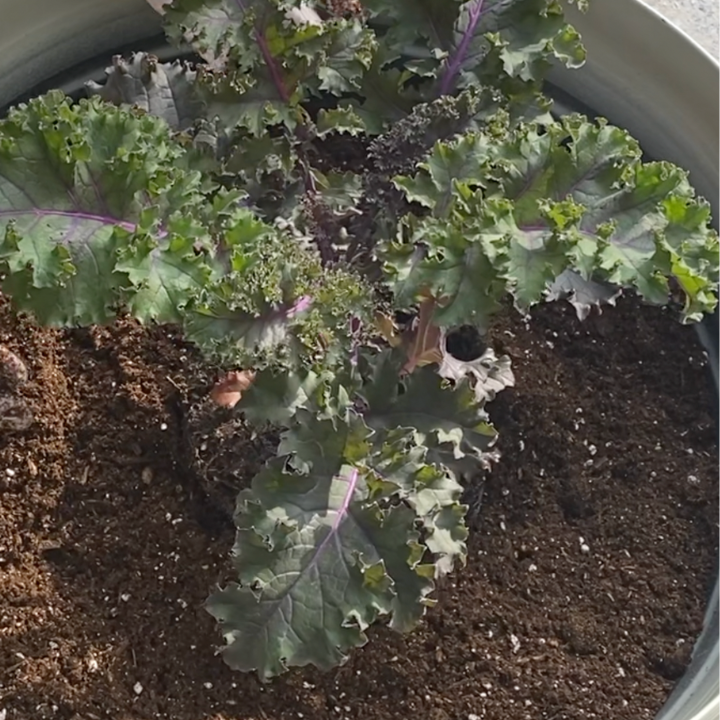 cabbage planted in a container