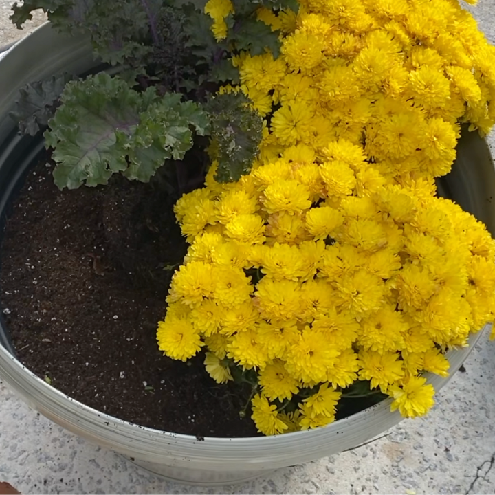 2 yellow mums planted in a container with cabbage
