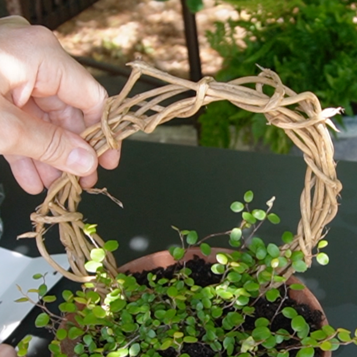 grapevine wreath being added to a terra cotta pot planted with an angel vine